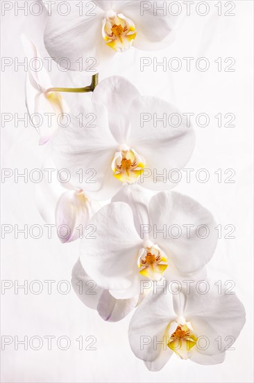 White Orchid (Orchidaceae phalaenopsis)