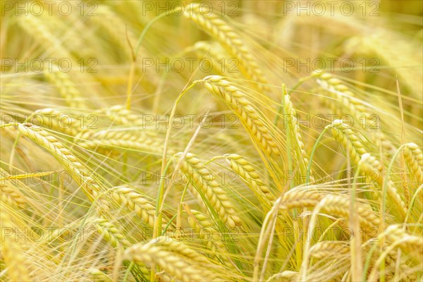 Ripe Barley (Hordeum vulgare)