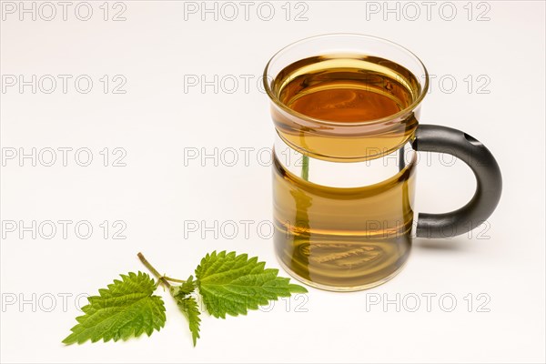 Nettle Tea (Urtica dioica)