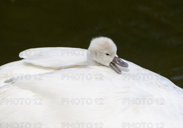 Mute swan (Cygnus olor)