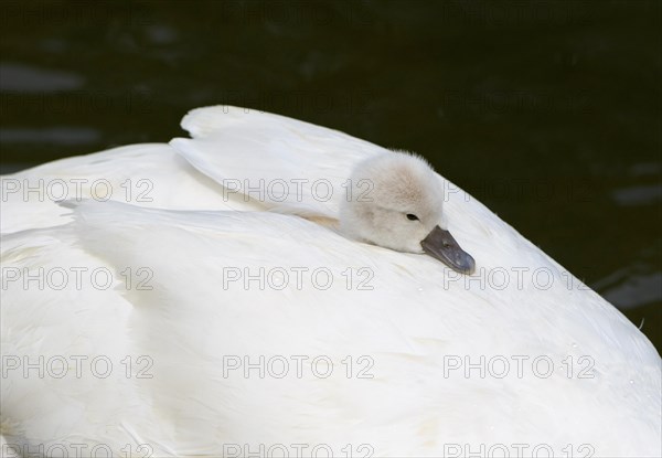 Mute swan (Cygnus olor)