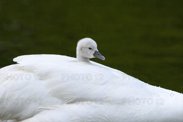 Mute swan (Cygnus olor)