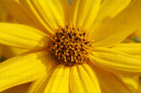 Flowering Orange coneflower (Rudbeckia fulgida)