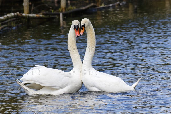 Mute Swans (Cygnus olor)