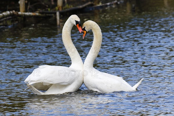 Mute Swans (Cygnus olor)