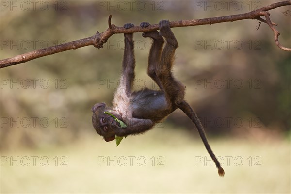 Anubis or olive baboon (Papio anubis)