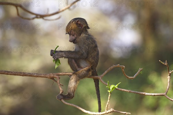 Anubis or olive baboon (Papio anubis)