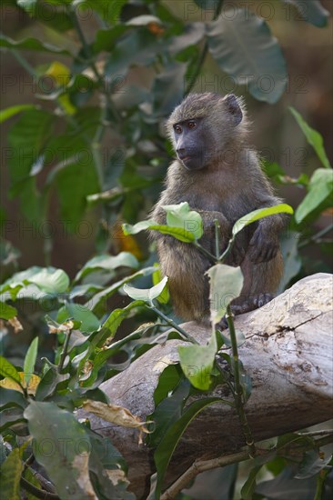 Anubis or olive baboon (Papio anubis)