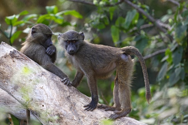 Anubis or olive baboon (Papio anubis)