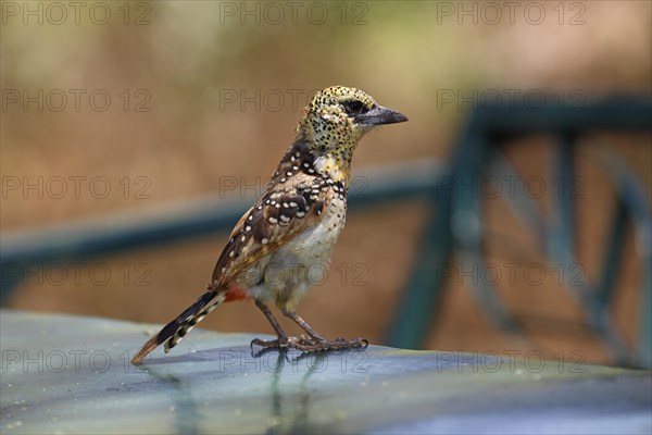 D'Arnaud's barbet (Trachyphonus darnaudii)