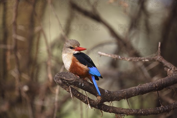 Grey-headed kingfisher (Halcyon leucocephala)