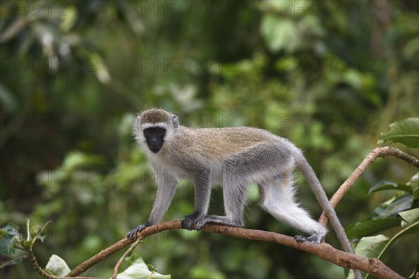 Vervet Monkey