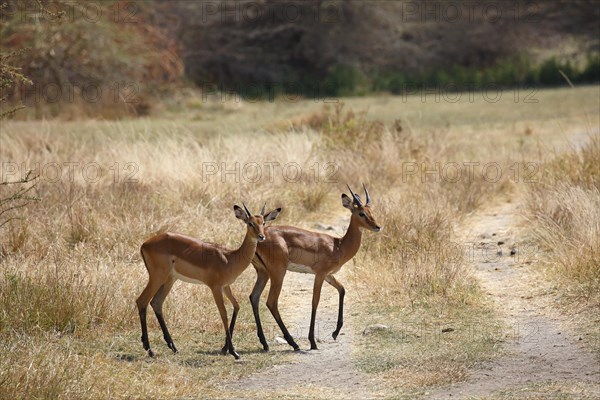 Impala (Aepyceros melampus)