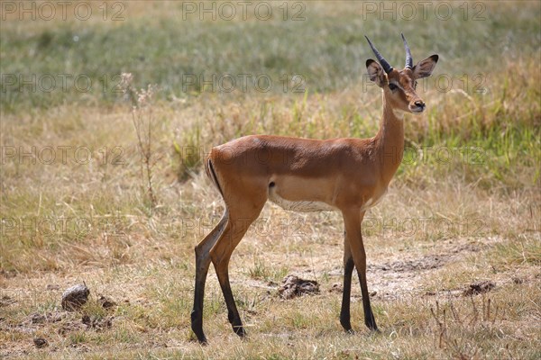 Impala (Aepyceros melampus)