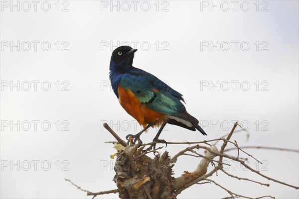 Superb starling (Lamprotornis superbus)