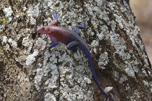 Mwanza flat-headed rock agama (Agama mwanzae) climbing tree trunk