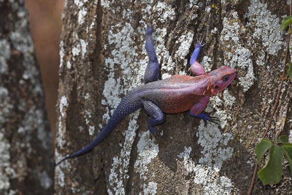 Mwanza flat-headed rock agama (Agama mwanzae) climbing tree trunk