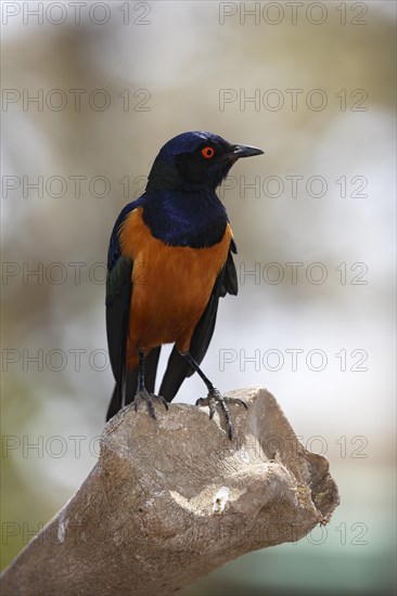 Hildebrandt's starling (Lamprotornis hildebrandti)