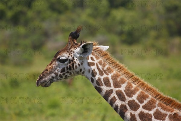 Maasai giraffe (Giraffa camelopardalis)