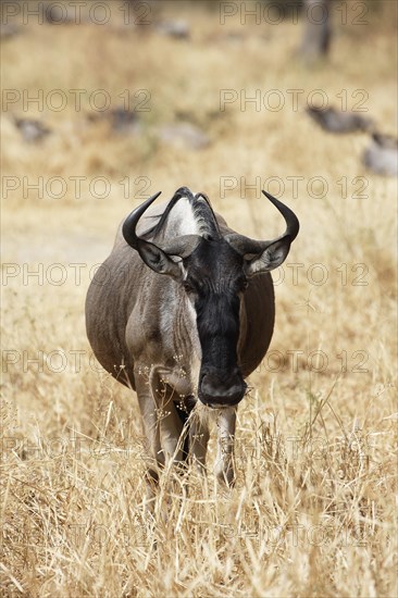 Wildebeest (Connochaetes sp.)