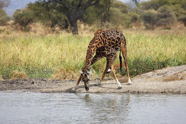 Giraffe (Giraffa camelopardalis)