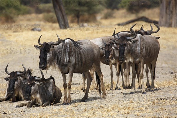 Wildebeest (Connochaetes sp.)