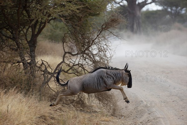 Wildebeest (Connochaetes sp.) jumping across track