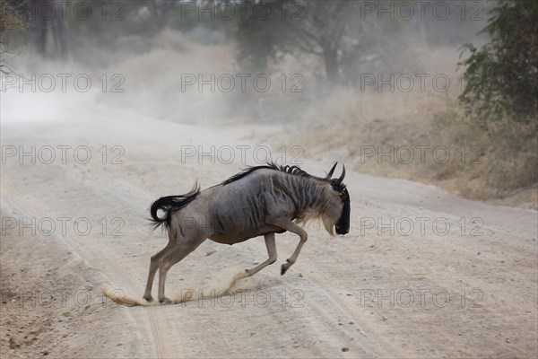 Wildebeest (Connochaetes sp.) jumping across track