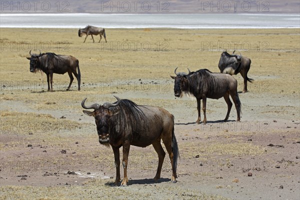 Wildebeest (Connochaetes sp.)