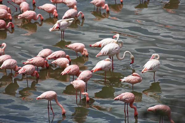 Lesser flamingos (Phoeniconaias minor) and pink flamingos (Phoenicopterus roseus)