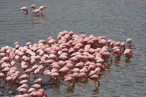 Lesser flamingos (Phoeniconaias minor)
