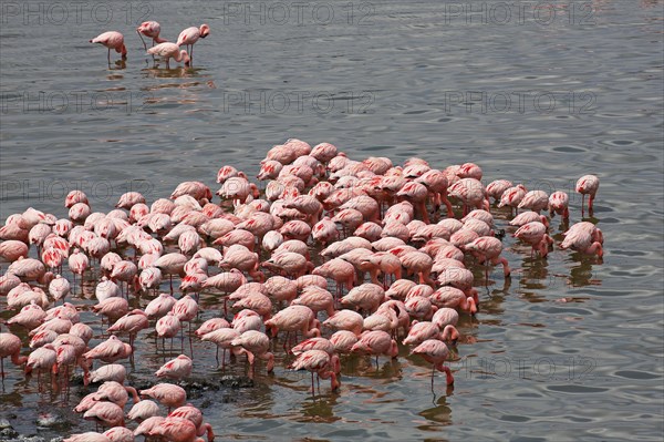 Lesser flamingos (Phoeniconaias minor)