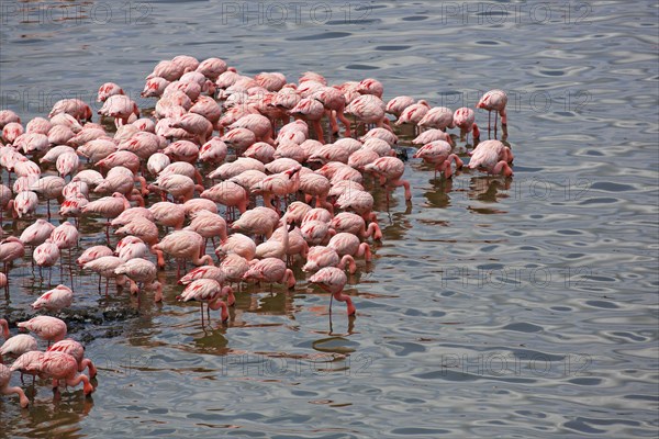 Lesser flamingos (Phoeniconaias minor)