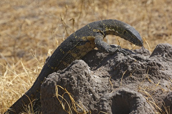 Nile monitor (Varanus niloticus)