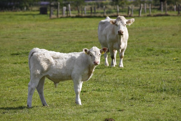 Charolais (Bos primigenius taurus)