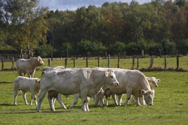 Herd of Charolais cattle (Bos primigenius roperus)