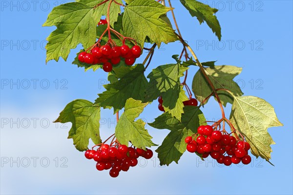 Guelder rose (Viburnum opulus)