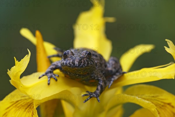 European Fire-bellied Toad (Bombina bombina)