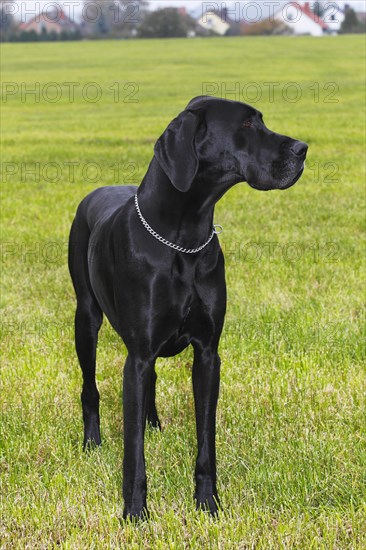 Great Dane (Canis lupus familiaris)