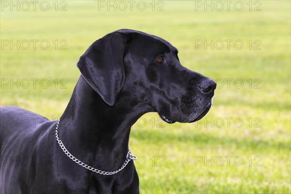 Great Dane (Canis lupus familiaris)