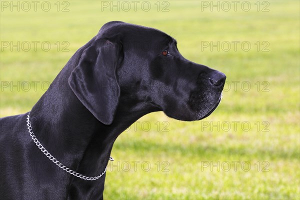 Great Dane (Canis lupus familiaris)