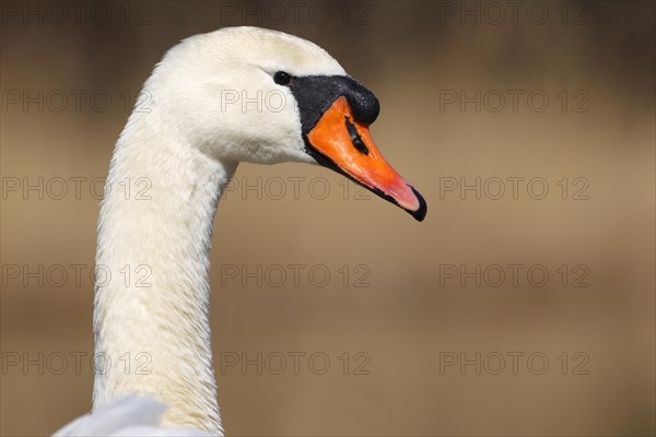 Mute swan (Cygnus olor)