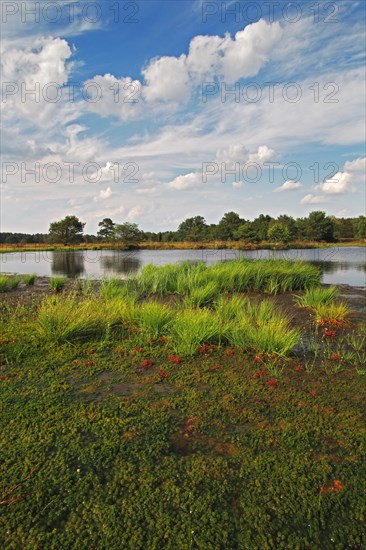 Moor landscape