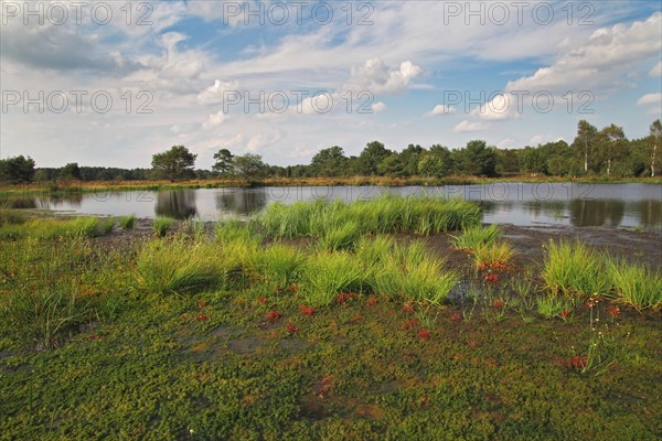 Moor landscape