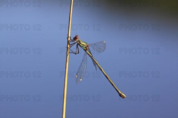 Willow Emerald Damselfly (Chalcolestes viridis)