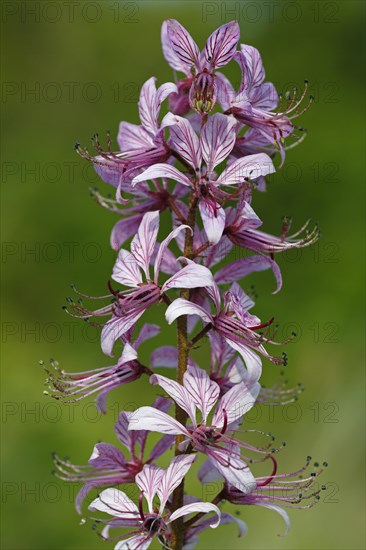 Burning bush (Dictamnus albus)