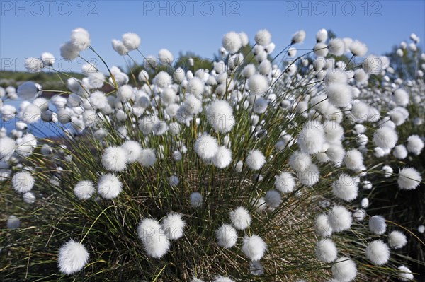 Flowering hare's-tail cottongrass (Eriophorum vaginatum)