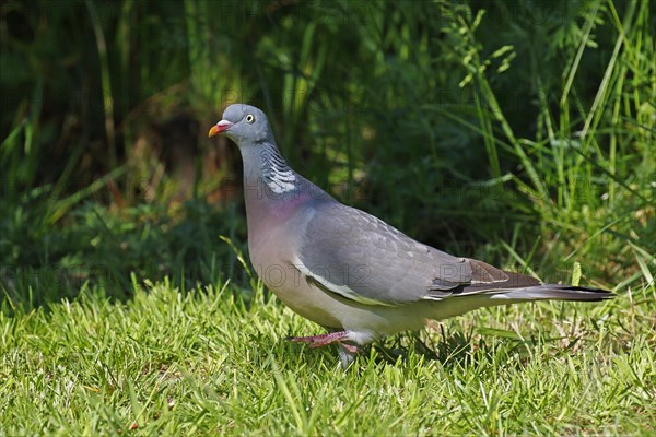 Common wood pigeon (Columba palumbus) runs on grass