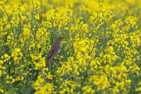 Corn bunting (Emberiza calandra) sits in blooming rape field