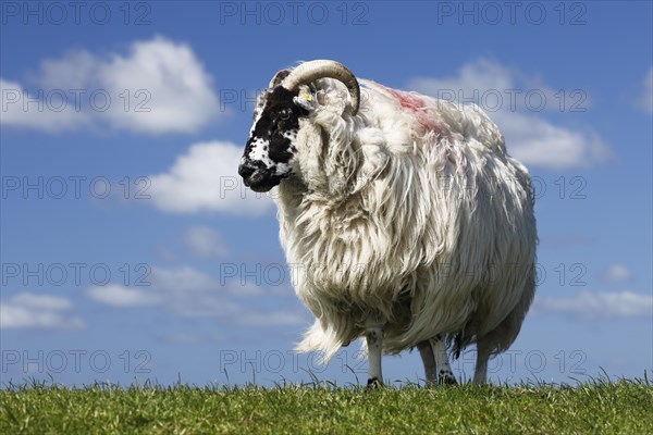 Domestic long-haired ram (Ovis gmelini aries) stands on dike against blue cloudy sky